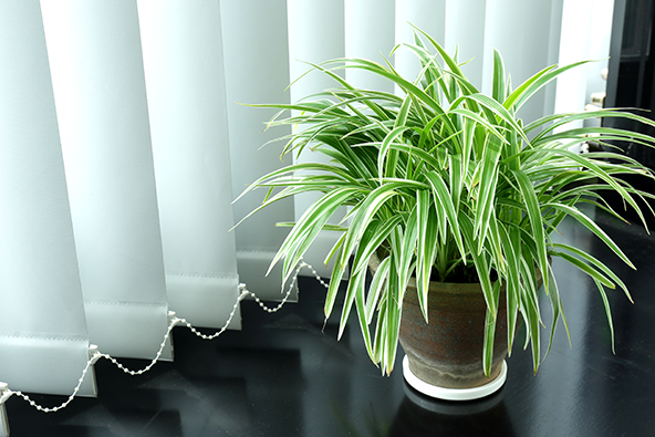 best houseplants in apartment homes